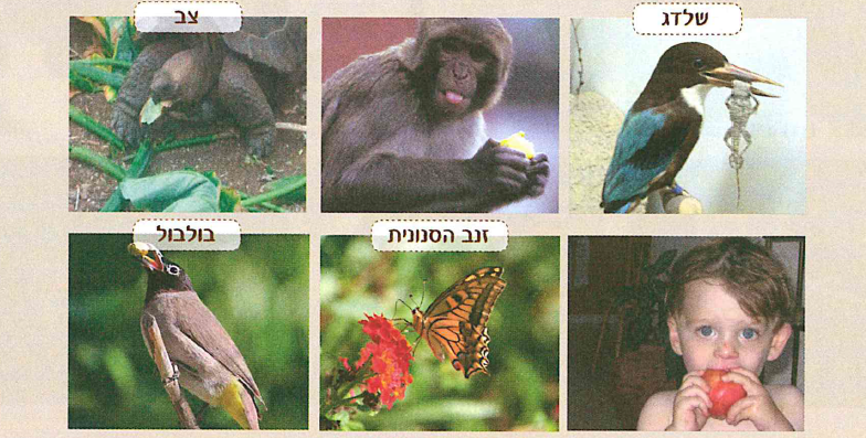 (בספר 4 תמונות, היעזר במנחה)